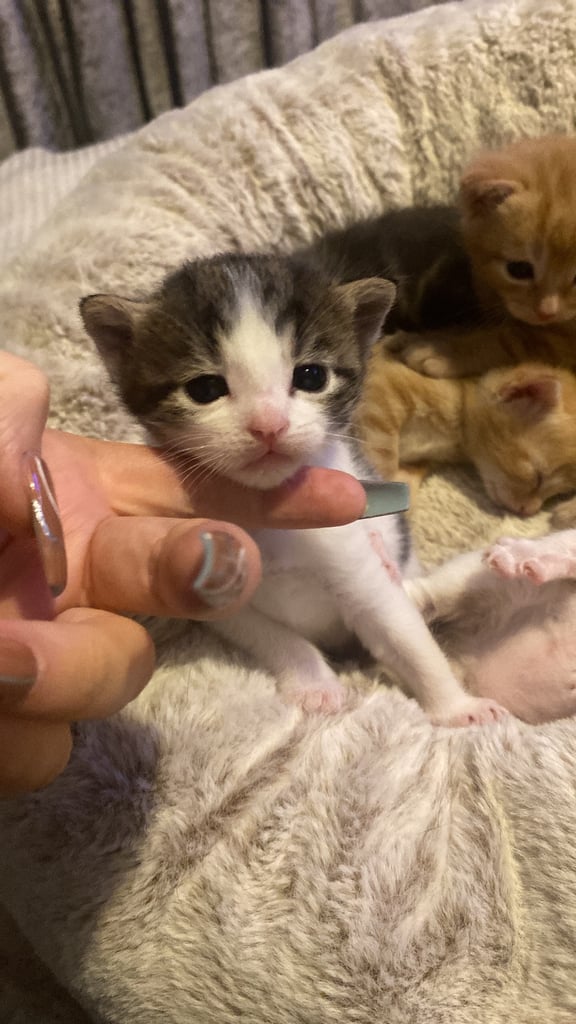 1 white tri colour boy left 