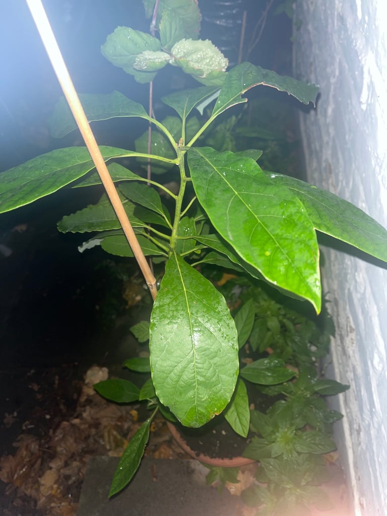 African organic avocado plant 