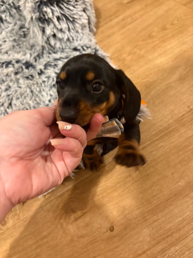 Male miniature dachshund 