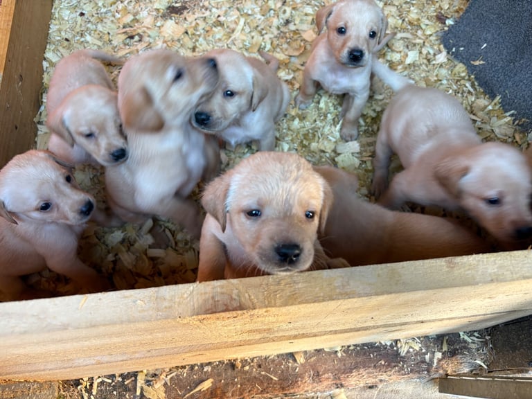 Labrador pups 