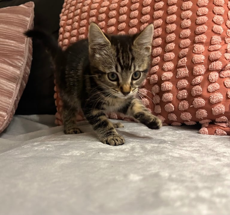 image for Beautiful tabby kittes