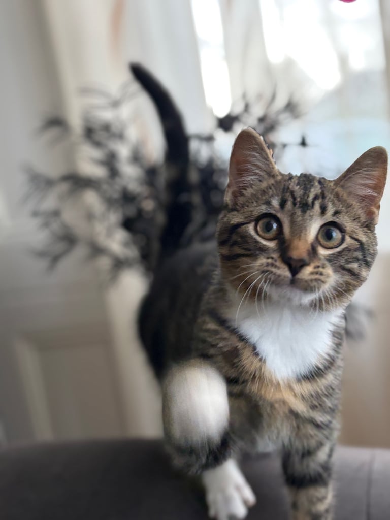 Kitten boy