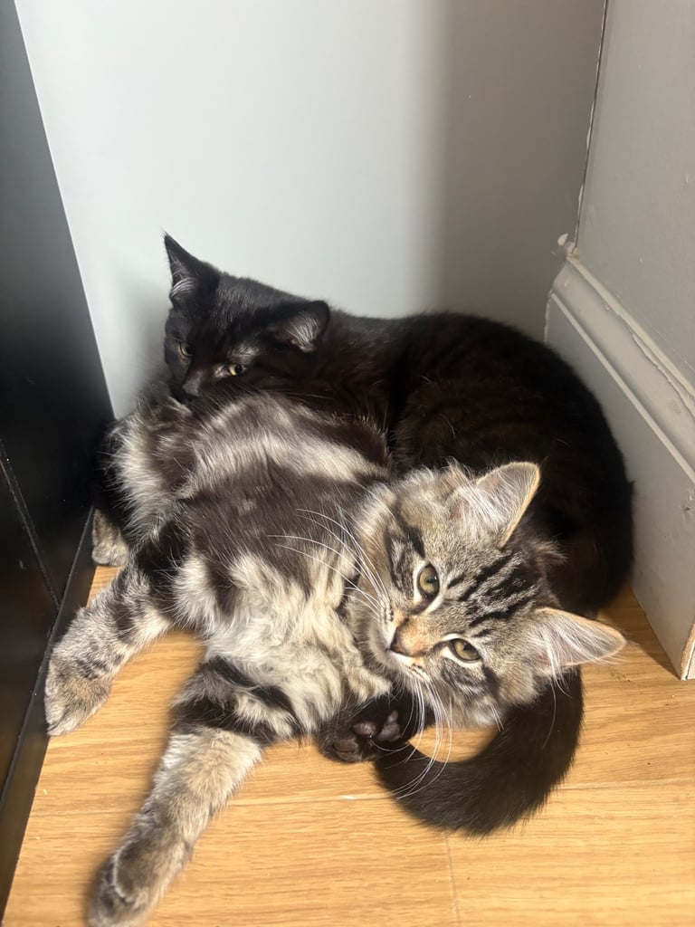 2 beautiful ragdoll tabby kittens ready for there forever homes