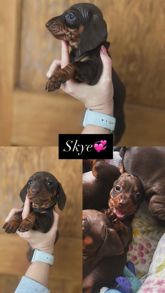Stunning Miniature Dachshund Puppies