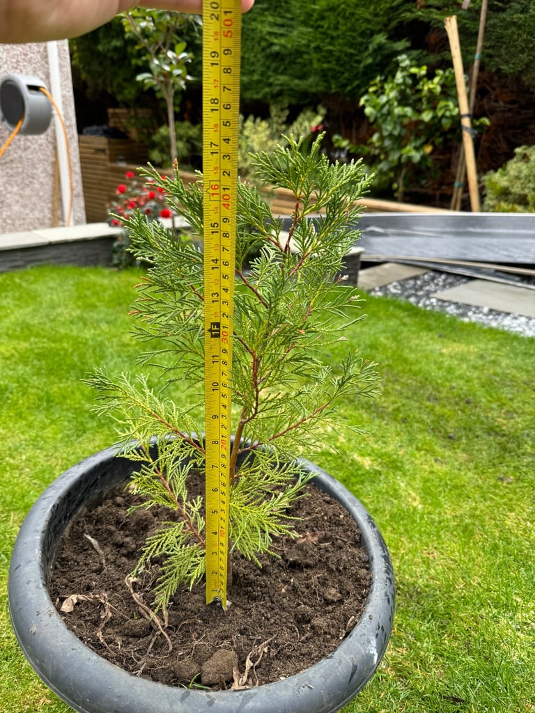 Leylandii Conifer Tree 45cm Evergreen Hedging Plant