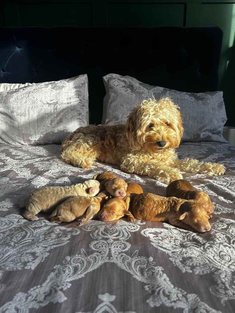 image for Beautiful Cockapoo puppies! ❤️❤️❤️