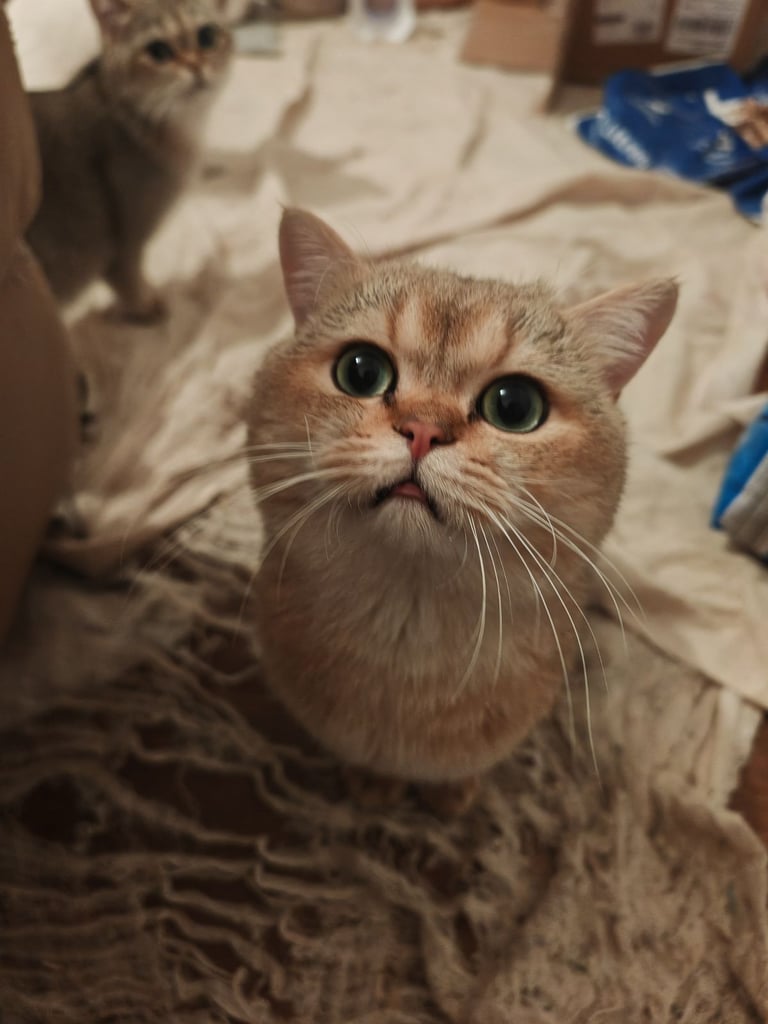 Beautiful British Shorthair Ex-stud pure bred looking for looking forever home 