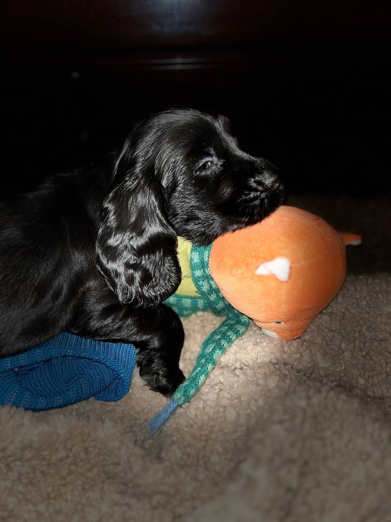 Cocker spaniel puppies (READY DEC)