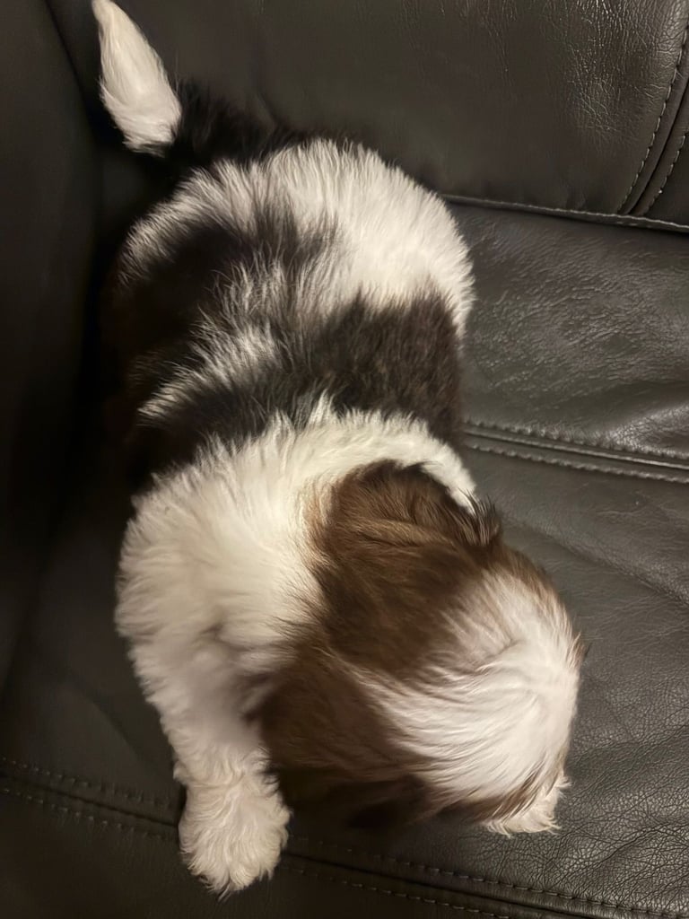 Shih Tzu Pups 