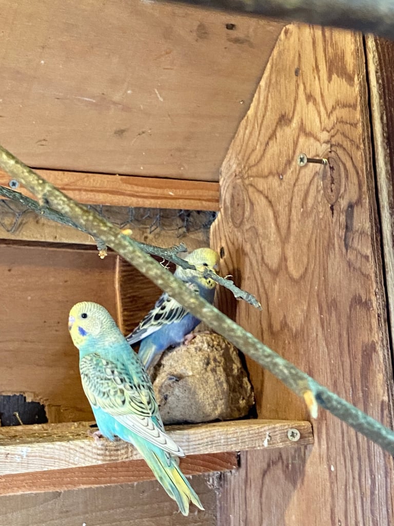 Baby budgies