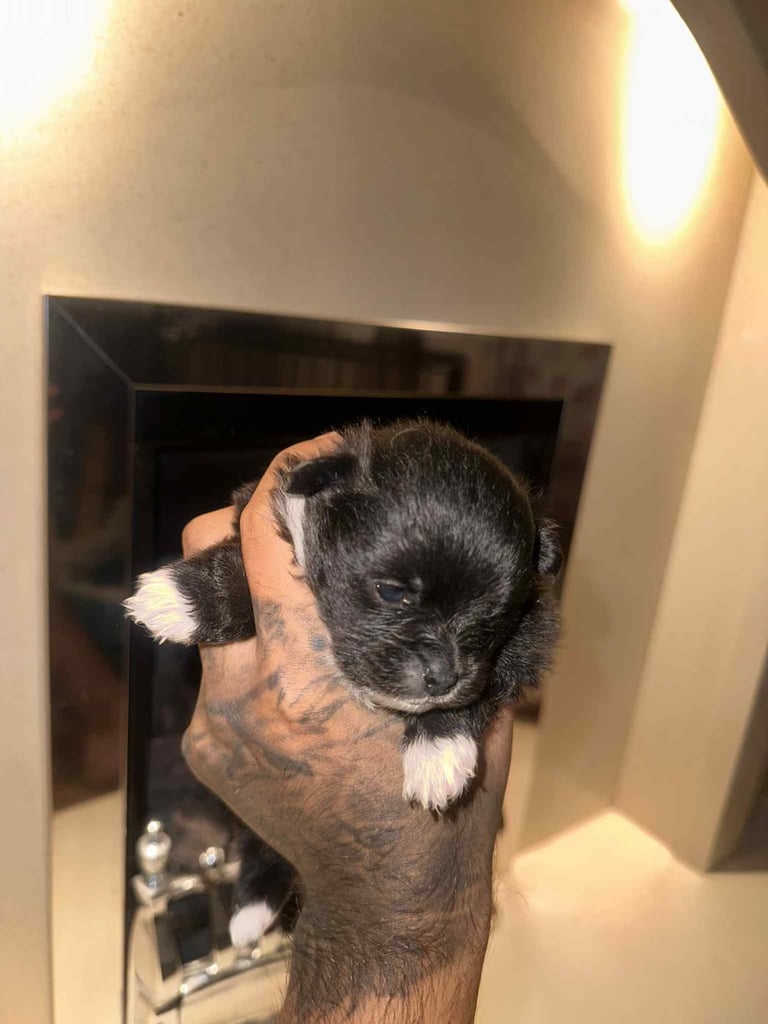 Champion blood line pomeranians 