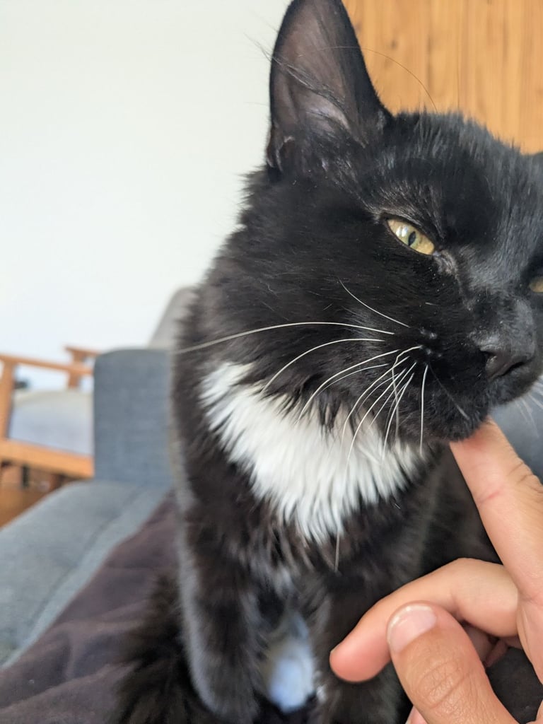 CAT NEEDS HOME - 1 year old male -