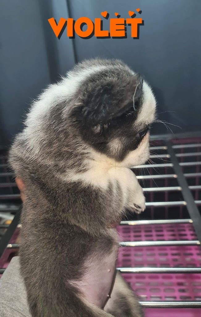  💎 7 Rare Visual Fluffy French Bulldog Puppies – Top Quality, Ready Now! 💎