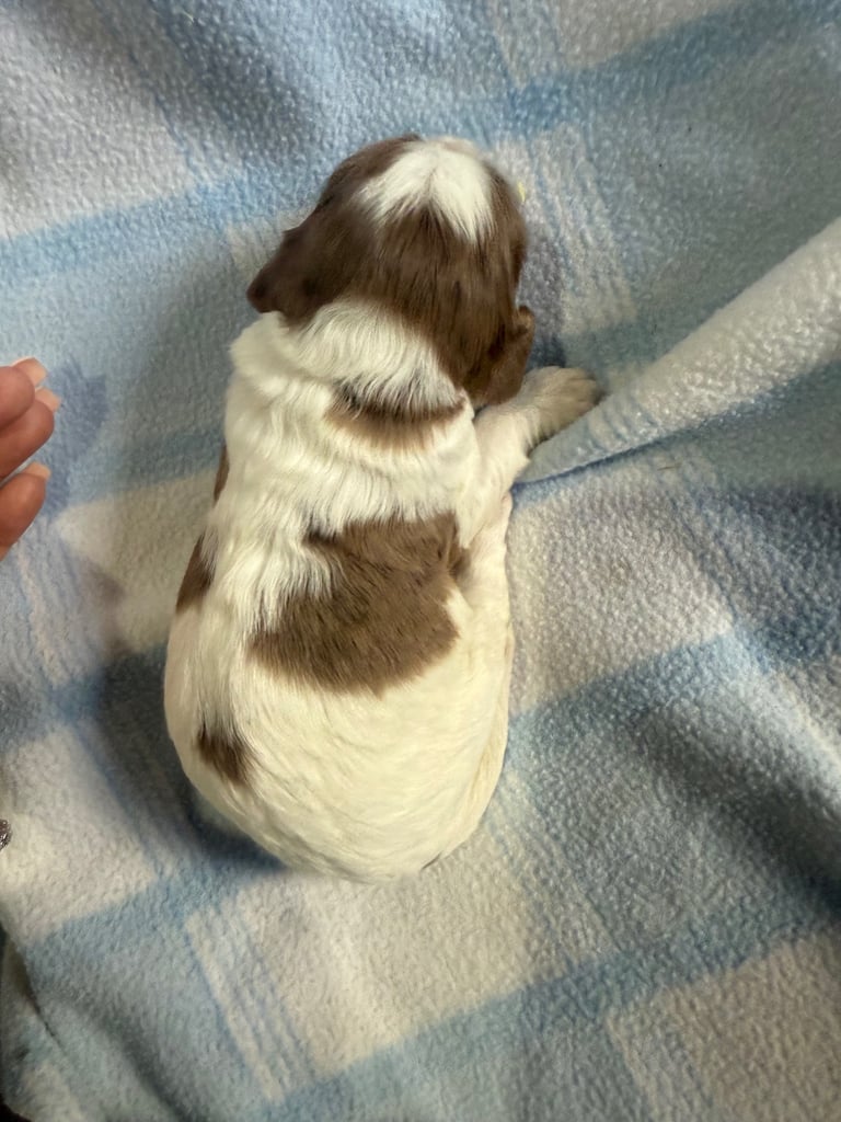 Pure cocker puppies 1 bitch left and 2 dogs left