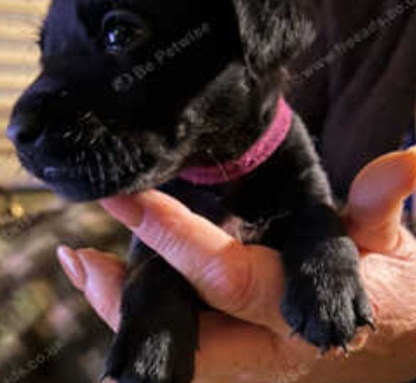 Full Patterdale terrier puppies available now