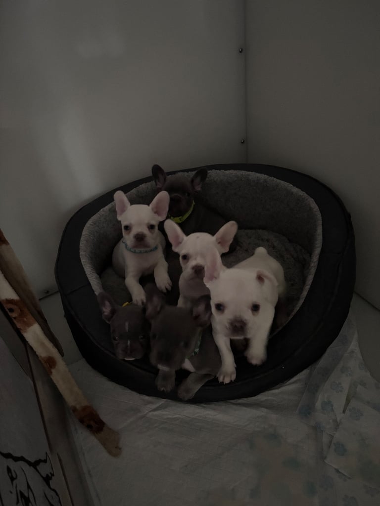 6 beautiful kc reg French bull dogs 💙