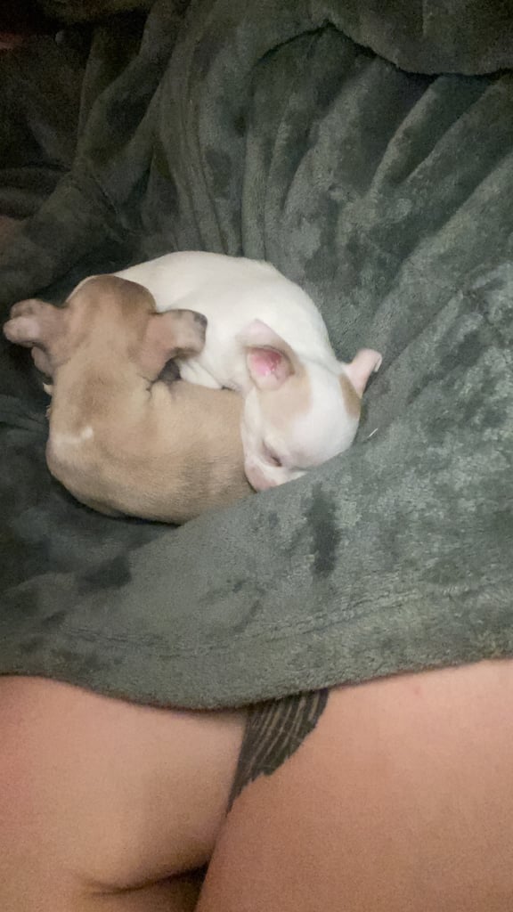 Pedigree Chihuahua puppies 