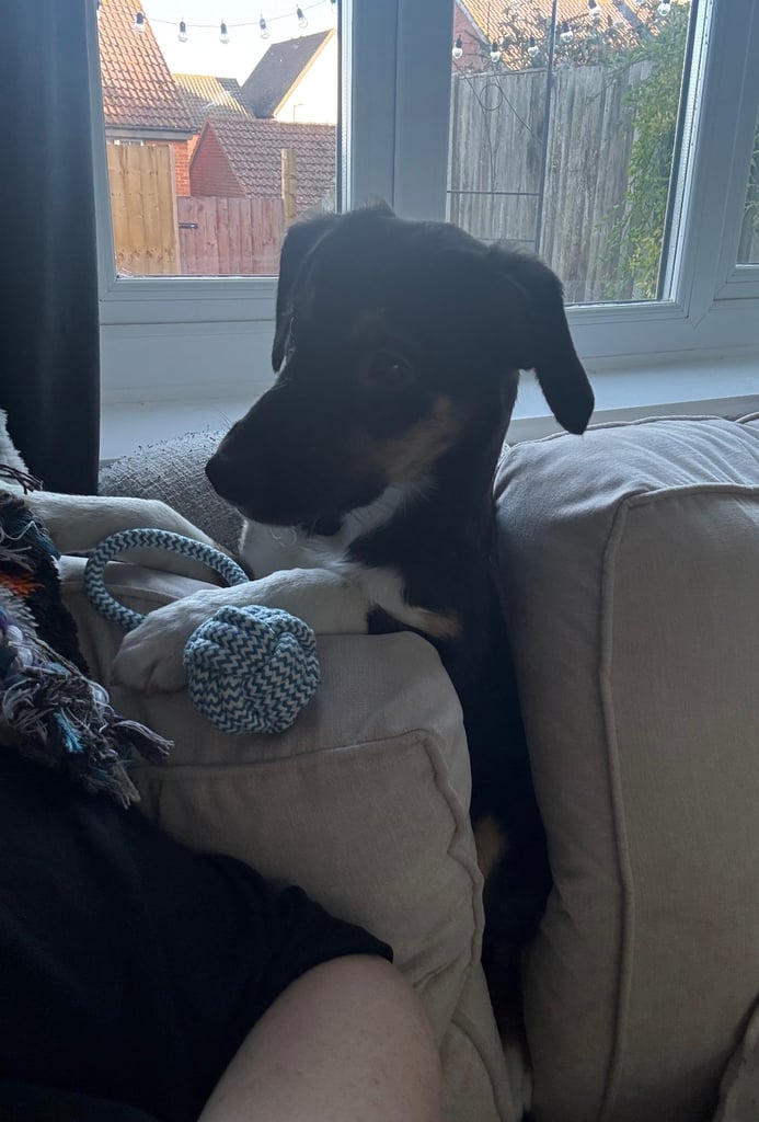 4 month old female collie/lurcher 