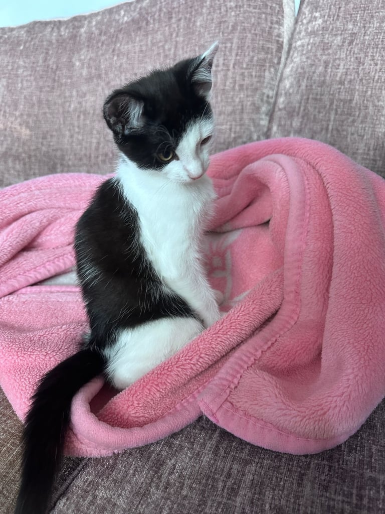 🐾 Adorable Kittens for  Sale🐾