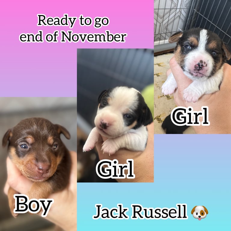TWO GIRLS ONE BOY LEFT Jack Russell puppies available end of novemeber 