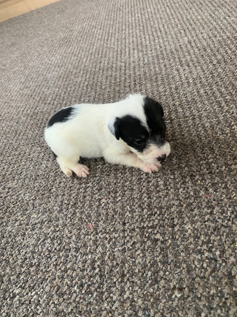 Jack Russell puppy’s 