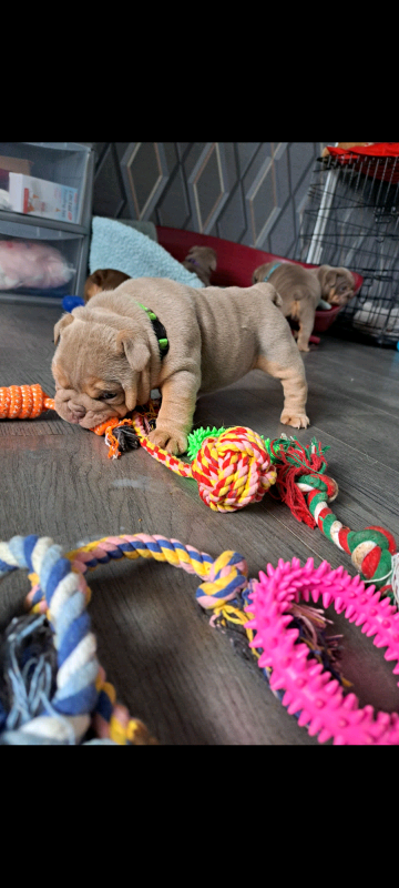 5 week old bulldog looking for their new forever loving home