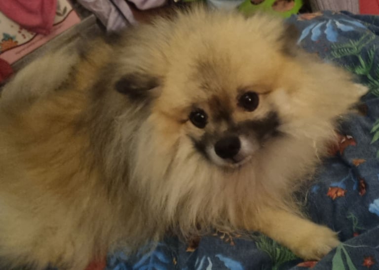Pomeranian 