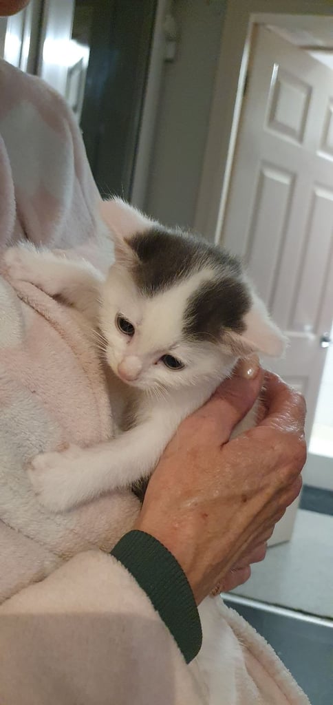 Kittens for Sale £60