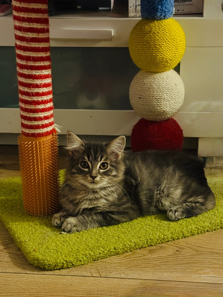 ❤️  Lovely Kittens ❤️