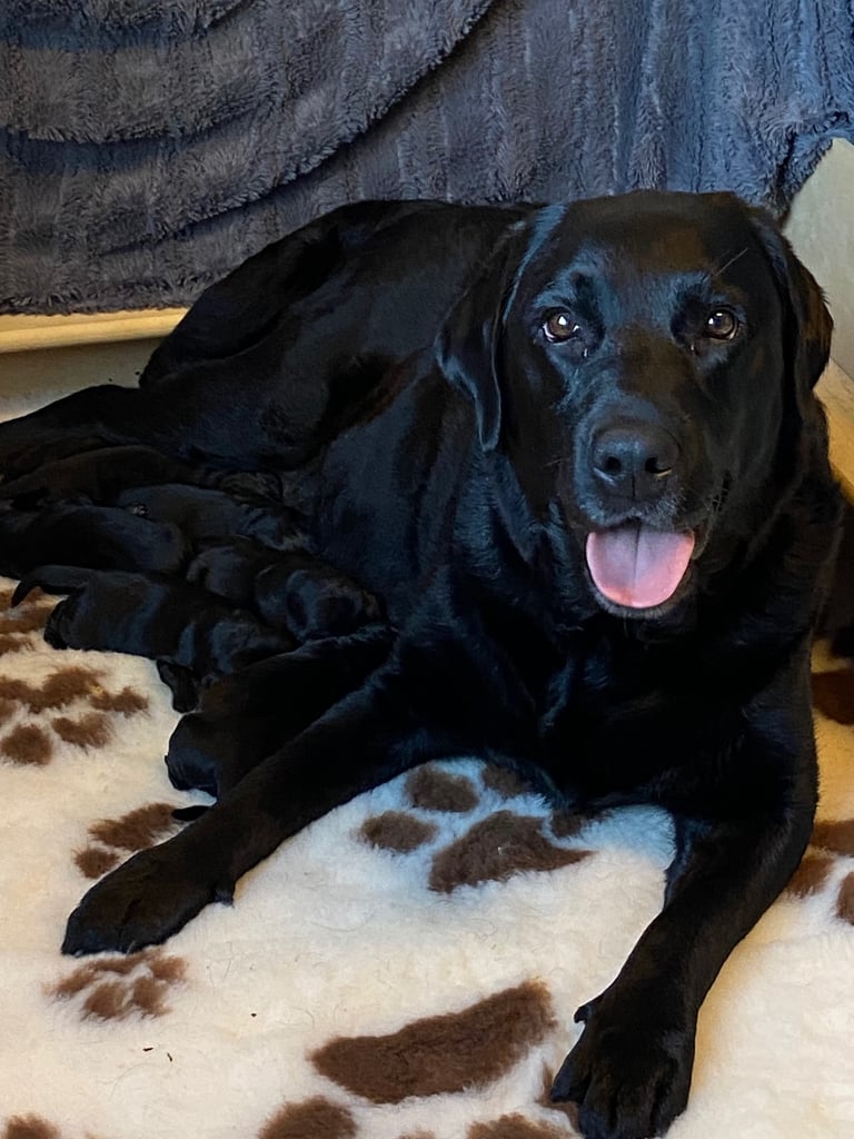 Quality Black Labrador Puppies