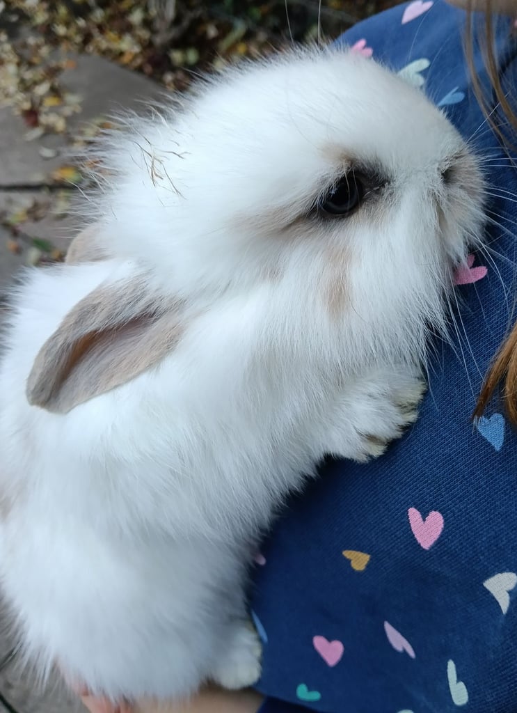 Beautiful baby rabbits 
