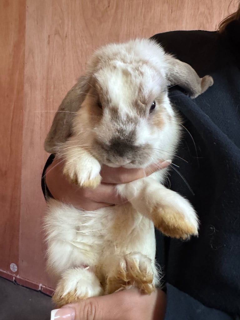 Bunnies for sale  x 7