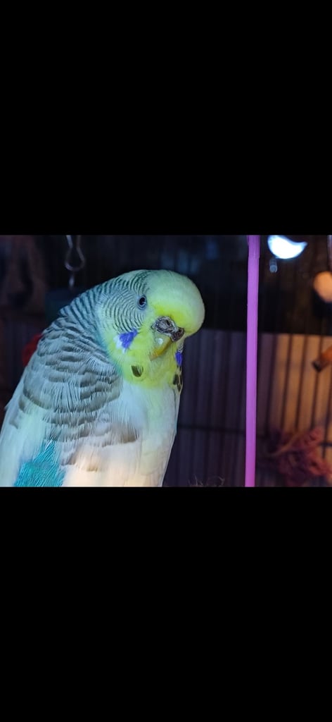 Female Budgie needing rehomed