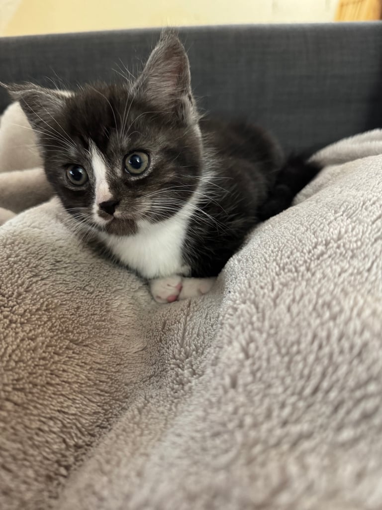 Maine Coon Mix Kittens - All Sold Now