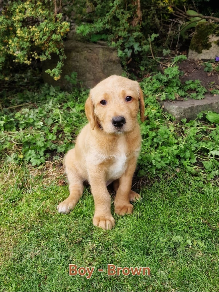 Labrador Cross Pups