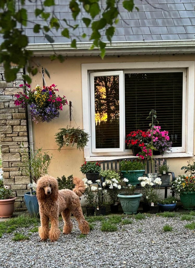 Two Exceptional Black Female Poodle Puppies — Family-Raised — 5★ Homes Only