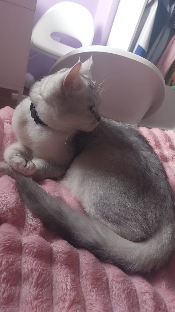 Silver white BSH female 