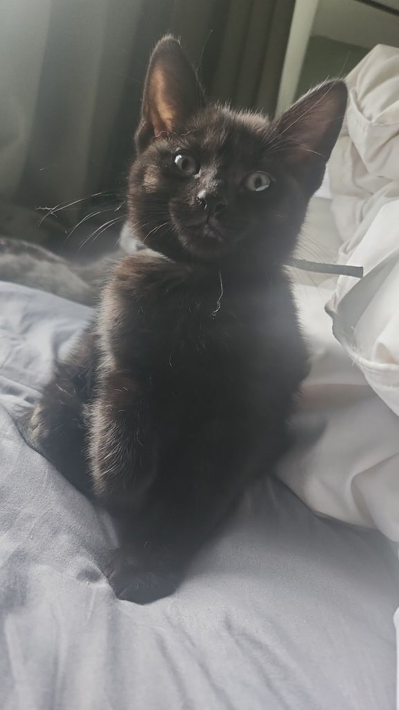 1/4 Maine Coon black female kittens 