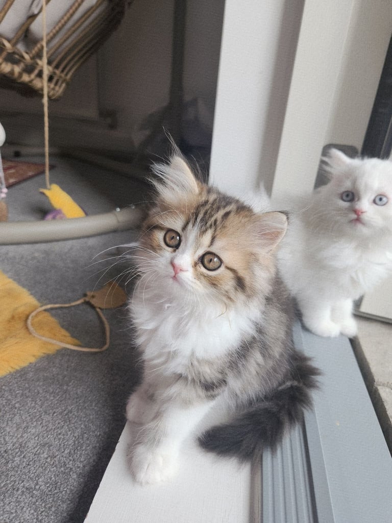 Pure persian doll face chinchilla kitten 