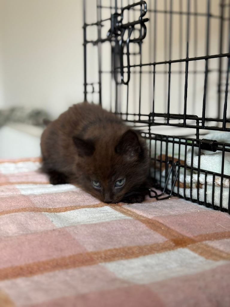 Male kittens (2 left)