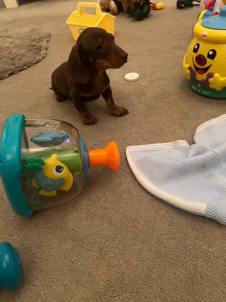 Dachshund Puppies 
