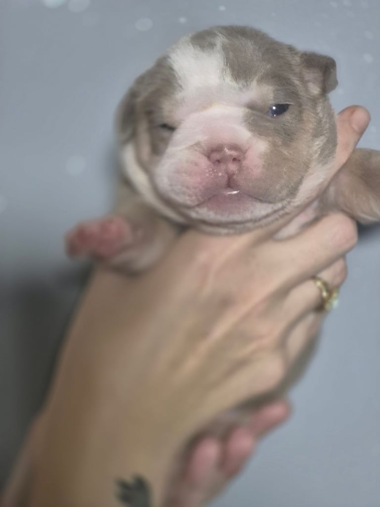 Beautiful Rainbow Litter Of New English Bulldog 