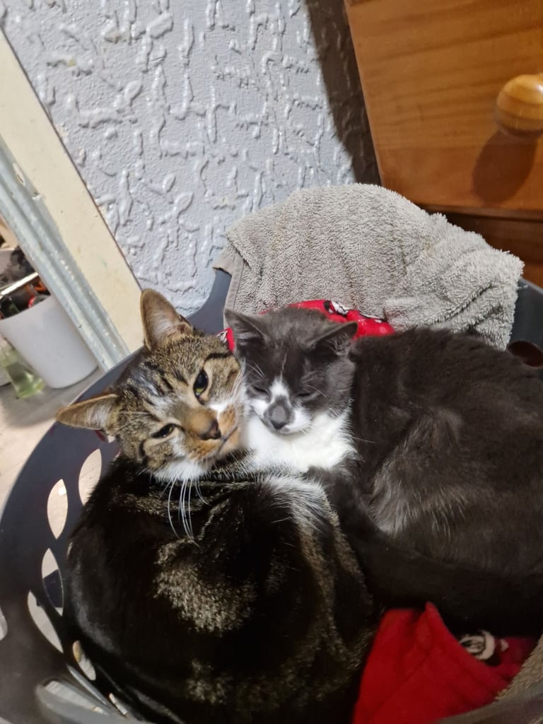 image for 2 cats for sale urgently 
