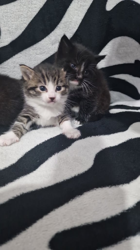 Kittens 
