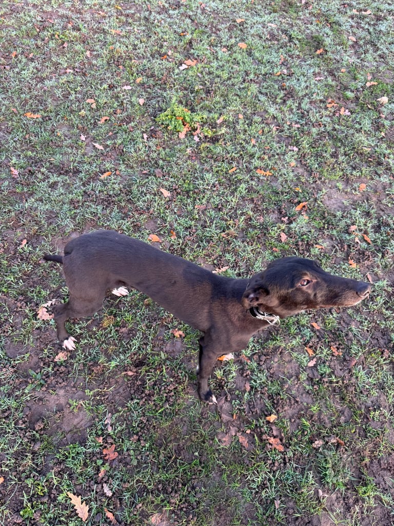 Whippet puppy for sale 