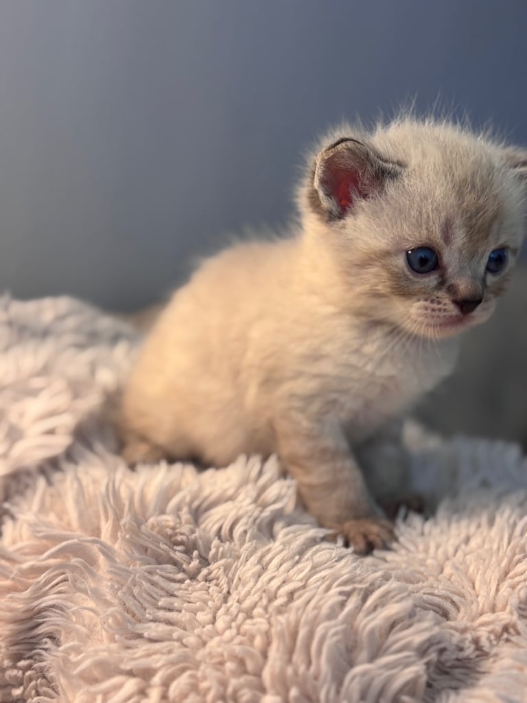 ONLY 2 LEFT! 🐾✨ Adorable Persian × Bengal Kittens Looking for Loving Homes! ✨🐾