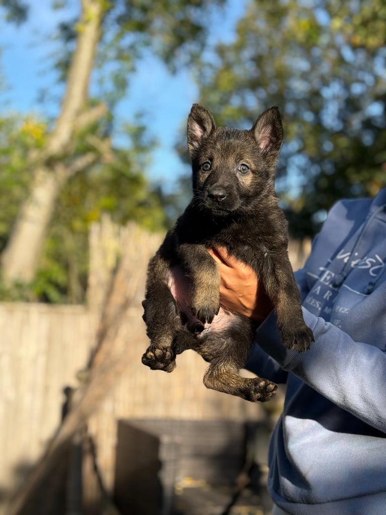 German Shepherd Puppies - exceptional bloodline 