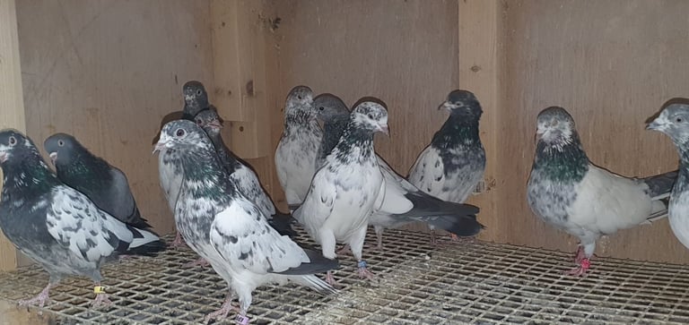 Pakistani Highflyer Pigeons For Sale