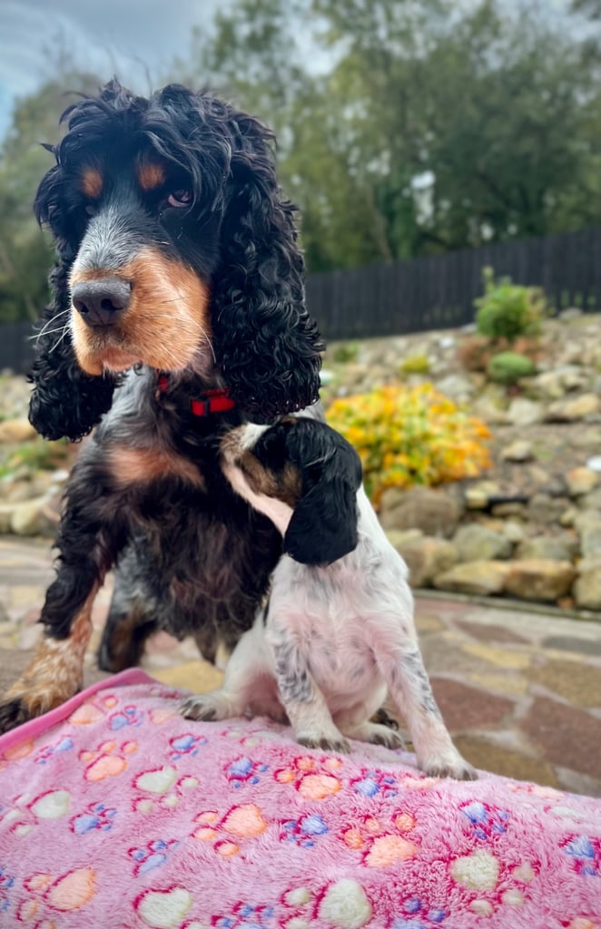 Cocker Spaniel pups 🐶 Looking for Forever Homes🐶