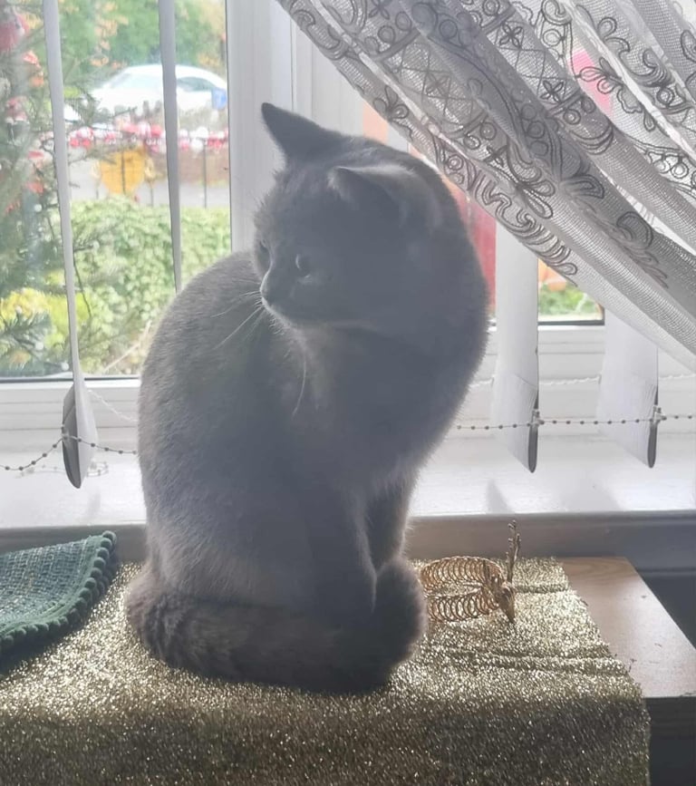 image for British shorthair female cat